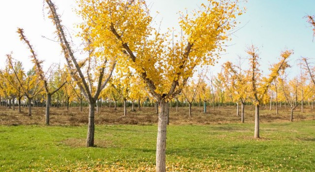 西安高橋墓地地址